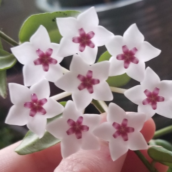 Meet your Posher, Briana - Picture 1 of 1